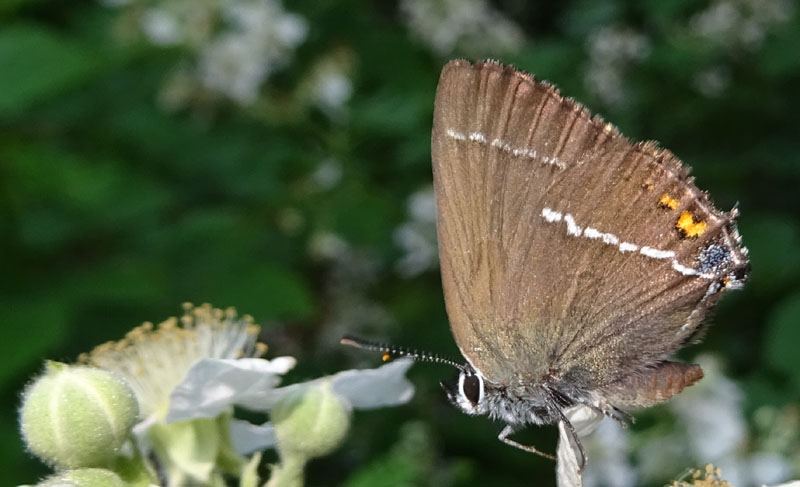 Satyrium spini ?....s.